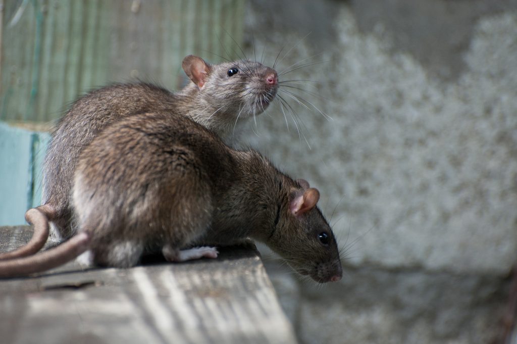 Эффективные технологии борьбы с крысами